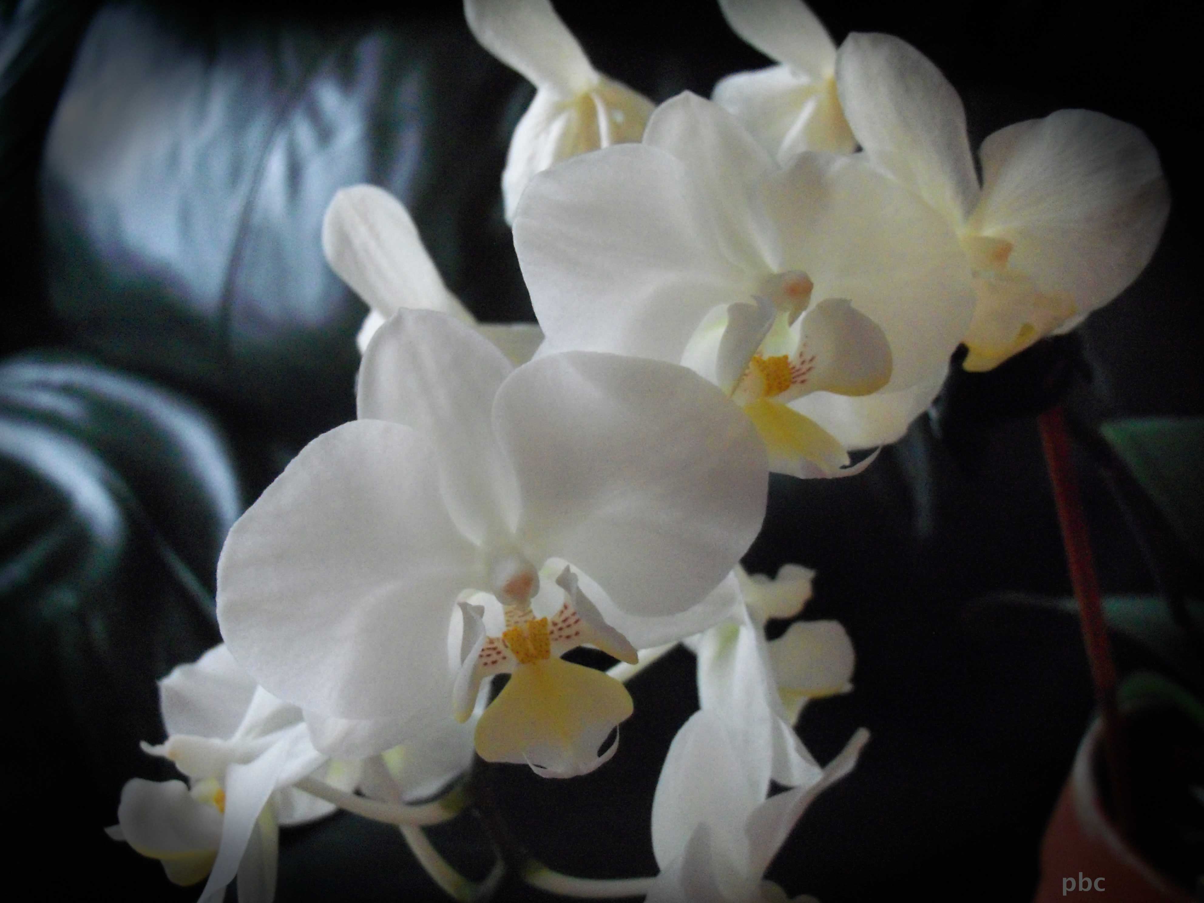 White-Orchid