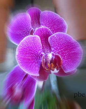 enhances-orchid
