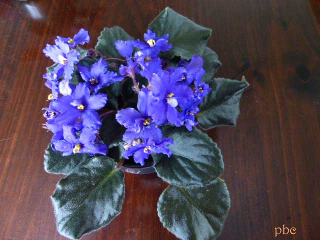 final-blue-violet