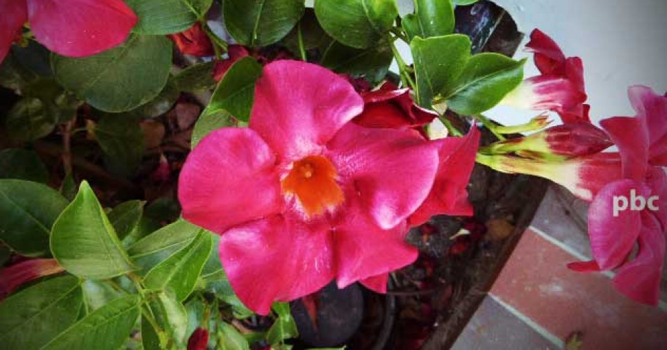 cropped-front-flower-2.jpg