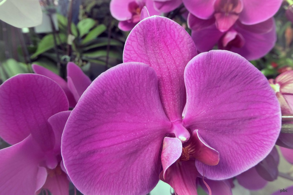 Purple-orchid-blossom