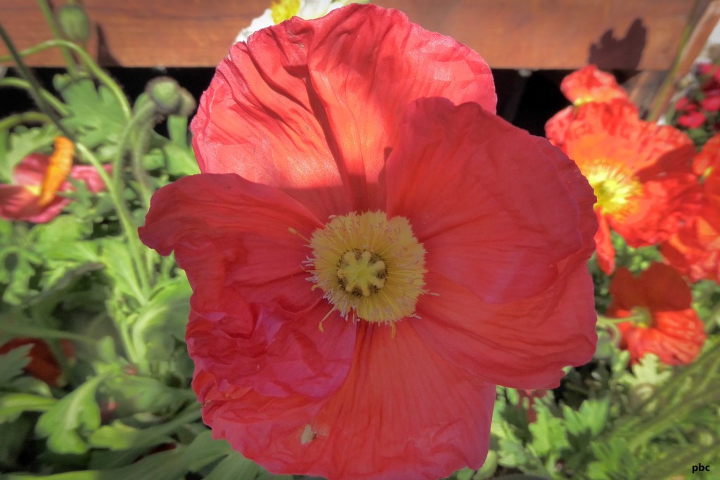 red-poppy-blossom