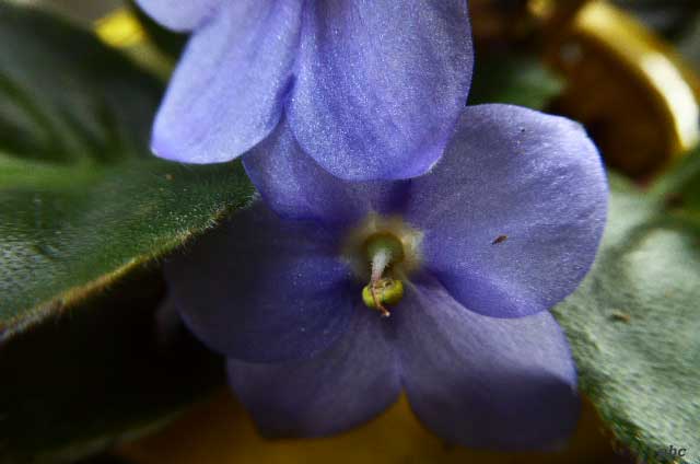 Abstract-African-Violet