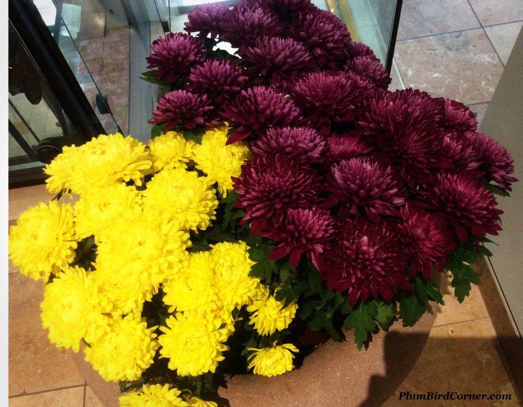 Yellow-and-maroon-flowers