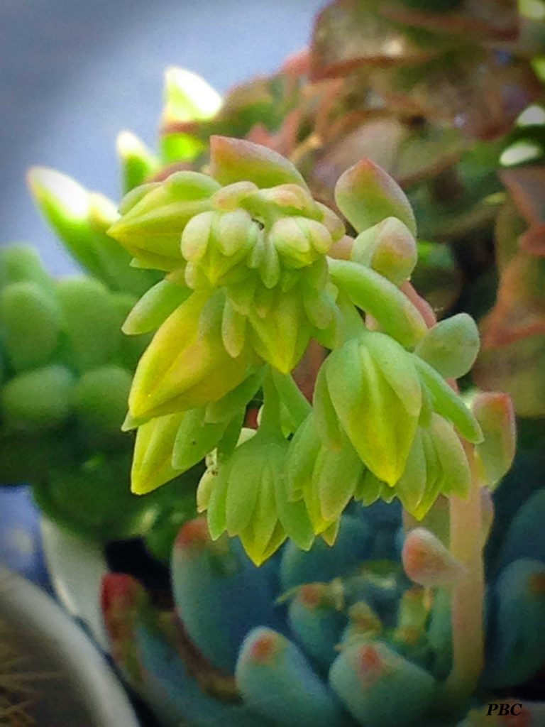 Cactus-flower