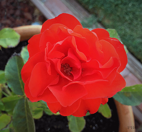 Red-Orange, Floribunda Trumpeter Rose
