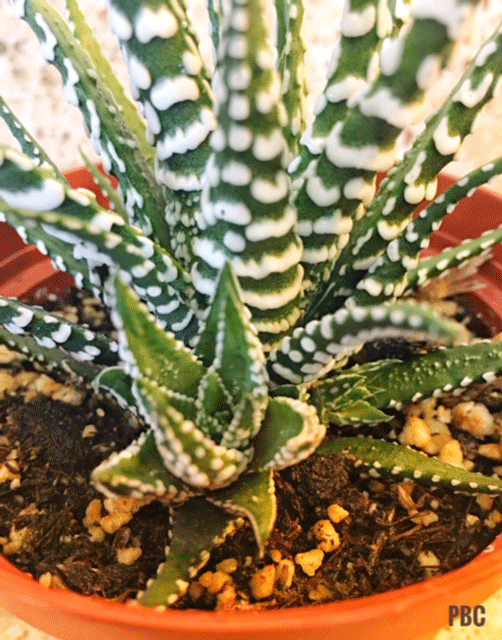 Zebra cactus (succulent) with offset
