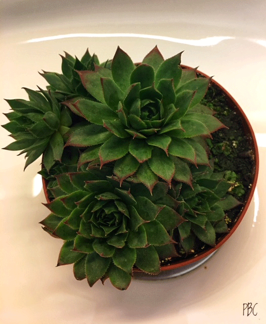 sempervivum tectorum succulent plant