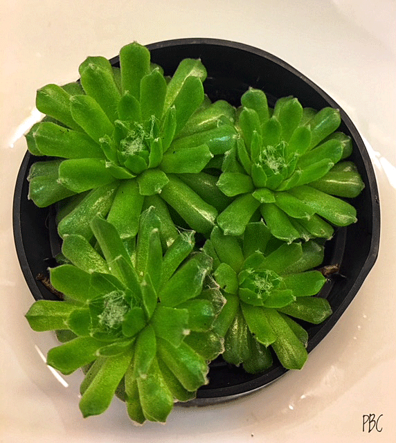 sempervivum Cebenese, succulent