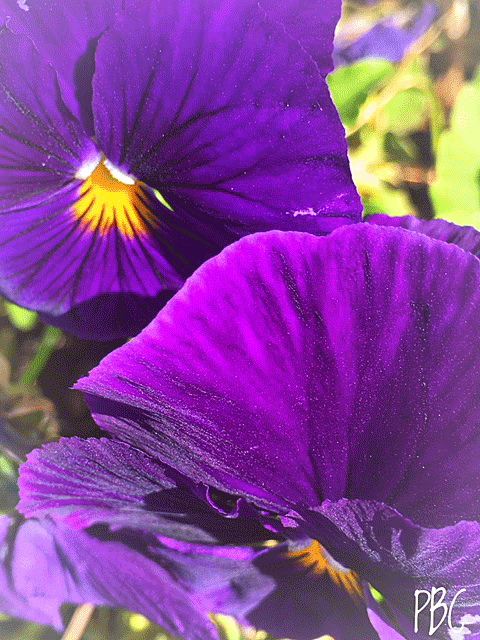 close-up of purple pansies with bright yellow centers