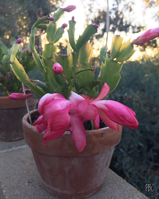 bright pink Thanksgiving Cactus plant