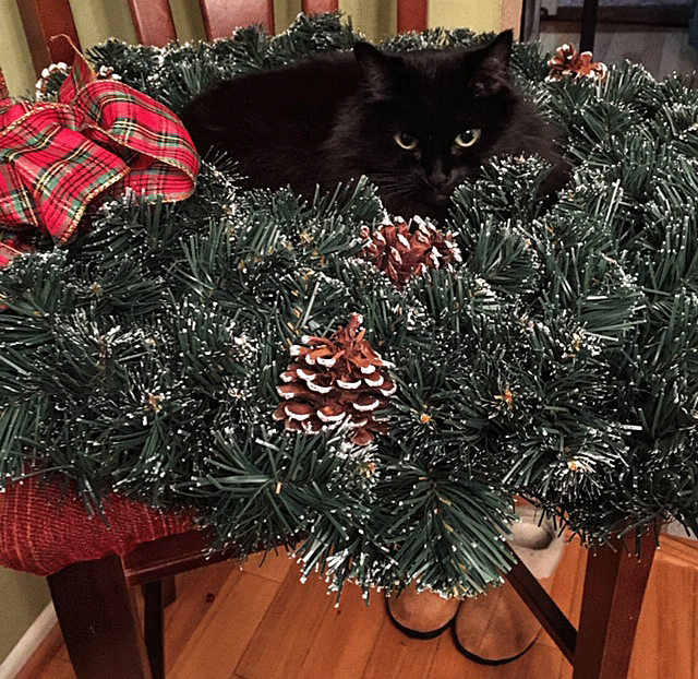 black cat in Christmas wreath