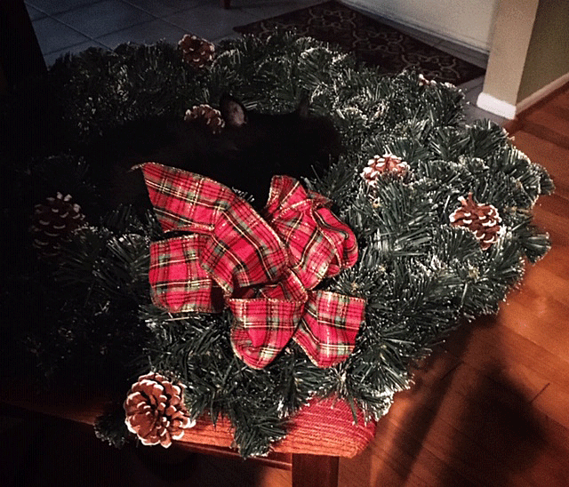 black cat in Christmas wreath sleeping