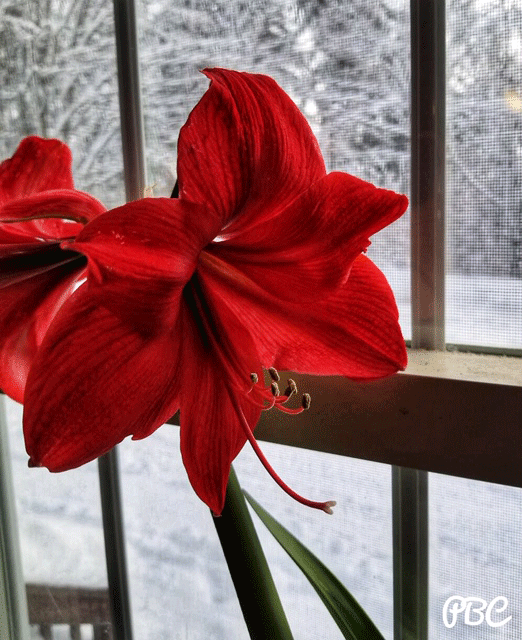 red Amaryllis with snow