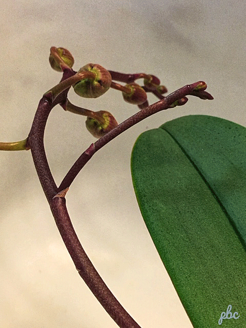 orchid budding 