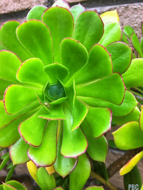 Aionium succulent
