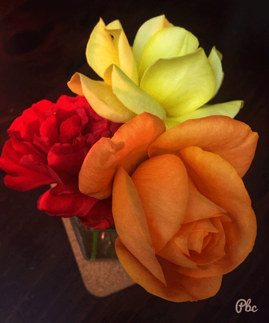 red,yellow,orange roses
