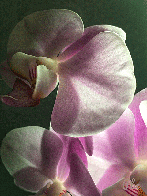 Lavendar orchid blossom