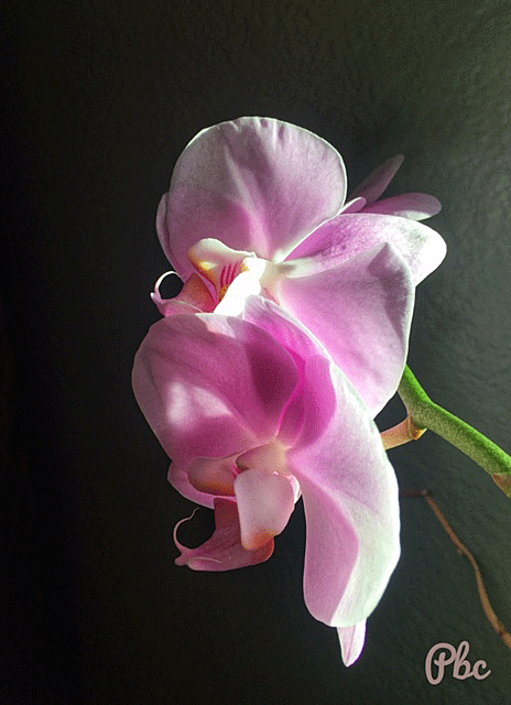 lavendar orchid blossom