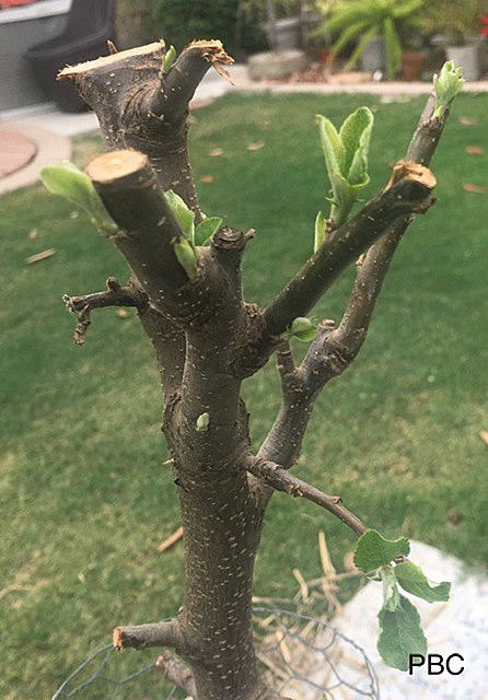 Beverly Hills Apple Tree sprouting leaves