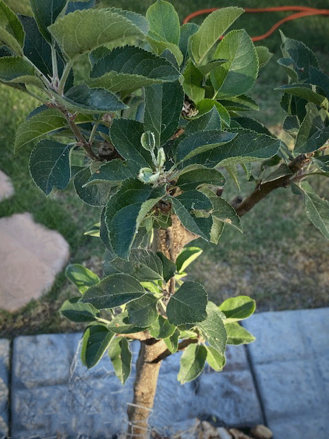 Beverly Hills Apple tree with new leaves