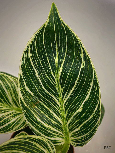 Single leaf of philodendron Birkin. Show beautiful dark green and white design
