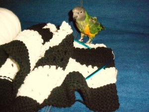 A green and yellow Senegal parrot next to a black and white knitted blanket