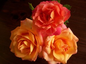 prettiest roses