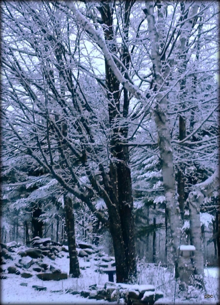 Beautiful Snow Scene