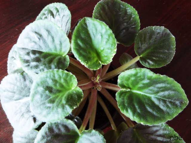 African-violet-picked