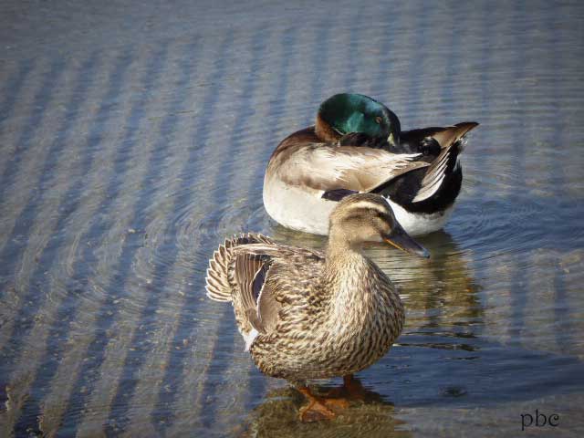 Two-ducks