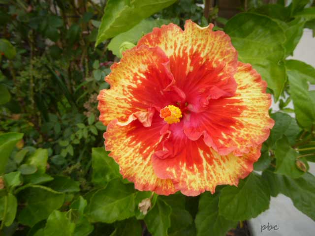 Yellow-and-orange-hibiscus