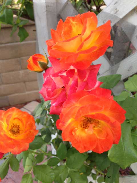 Orange-flowers