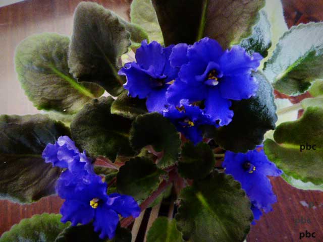 Blue-violets