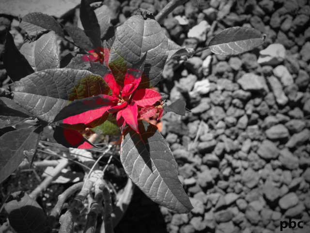 red-flower-on-monchrome