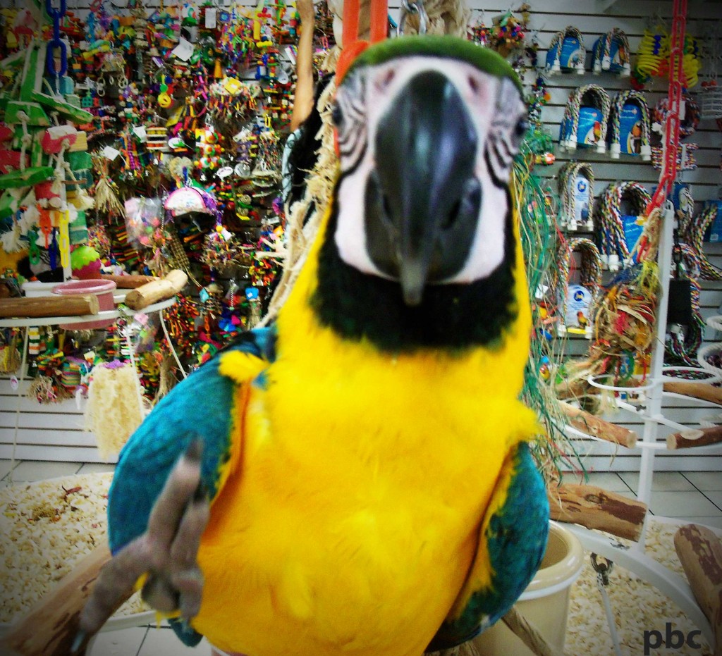 Macaw-parrot-2