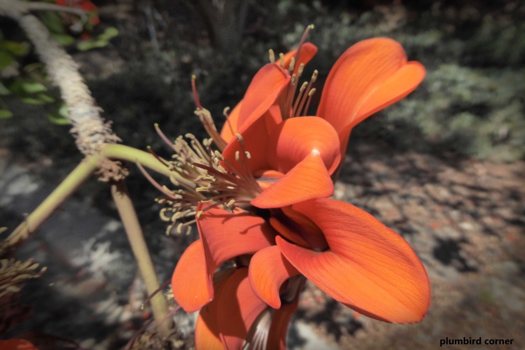 Orange-flower