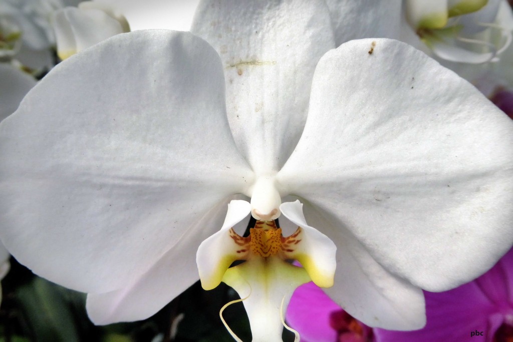 White-orchid-blossom