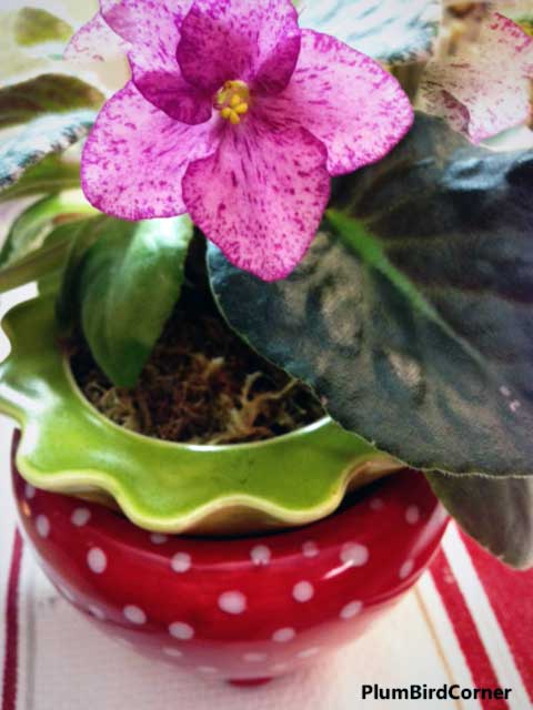 African-Violet-in-Strawberry-Pot