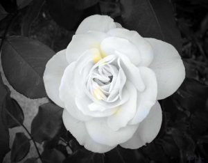 flower-white-2