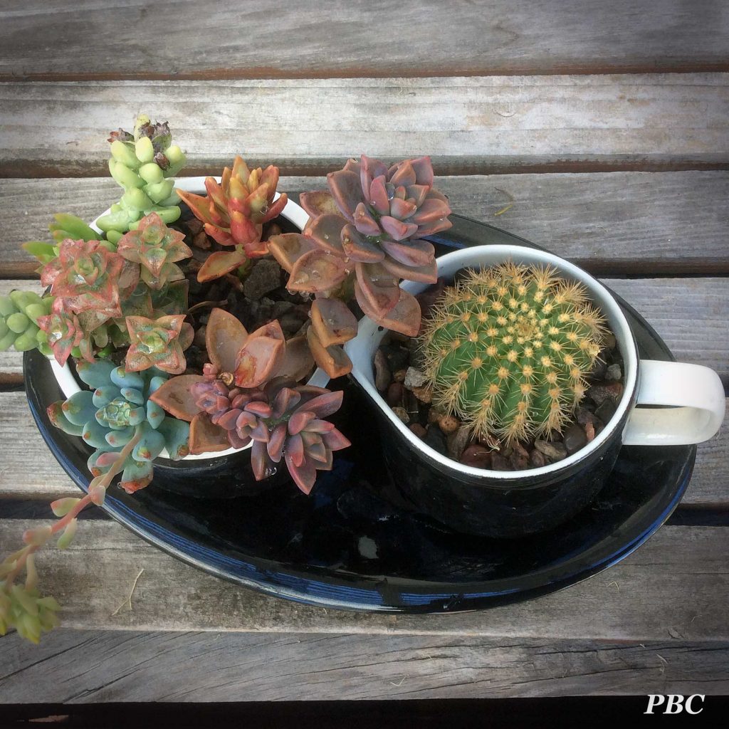 cactus-in-pots