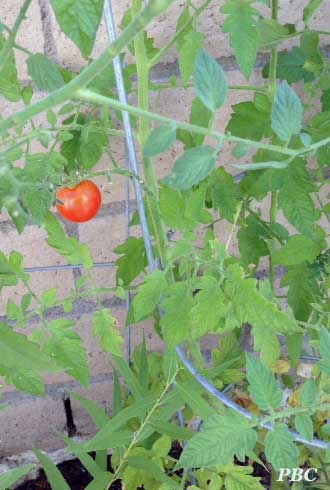 one-tomato