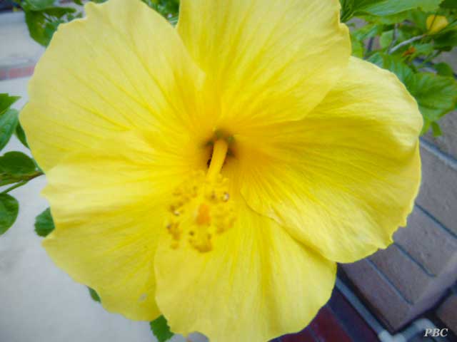 yellow-flower