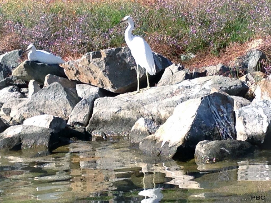 Egrets on Lake Mission Viejo