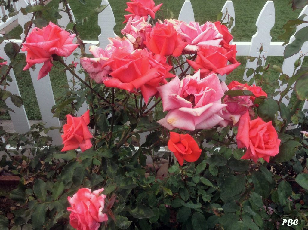Pink-Roses on white picket fence