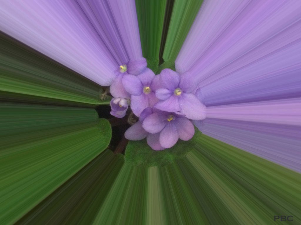African Violet abstract photo
