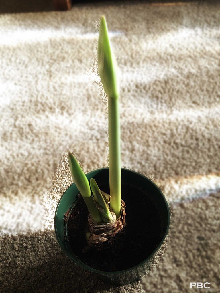 amaryllis-plant