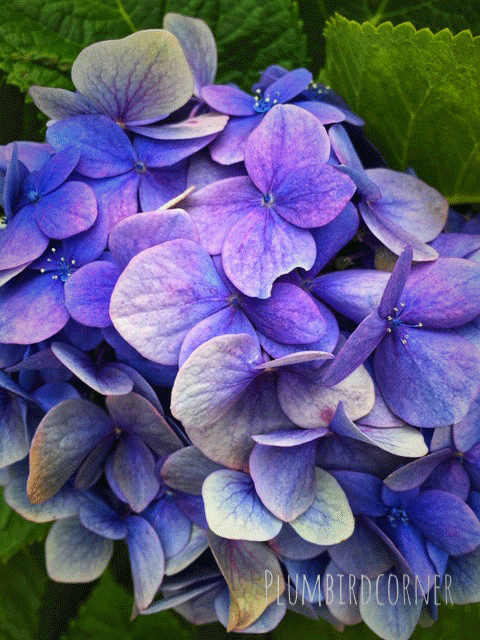 Blue hydrangea