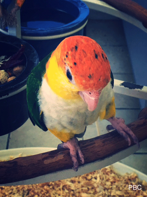 orange and yellow parrot