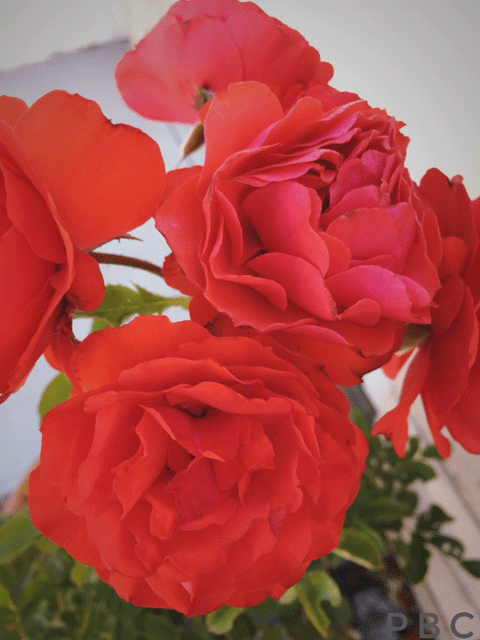 Red-Orange,Trumpeter, Floribunda Rose